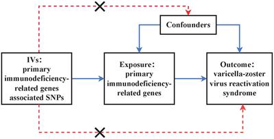 Primary immunodeficiency-related genes and varicella-zoster virus reactivation syndrome: a Mendelian randomization study